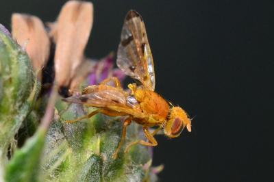 <i>Xyphosia miliaria</i>