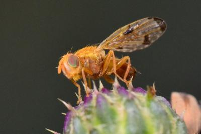 <i>Xyphosia miliaria</i>