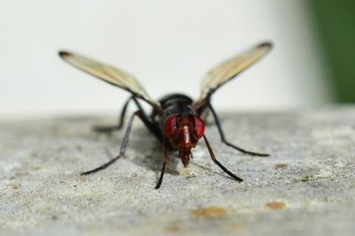 <i>Cephalia rufipes</i>