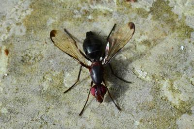 <i>Cephalia rufipes</i>