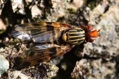 <i>Otites porcus</i>