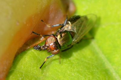 <i>Physiphora alceae</i>