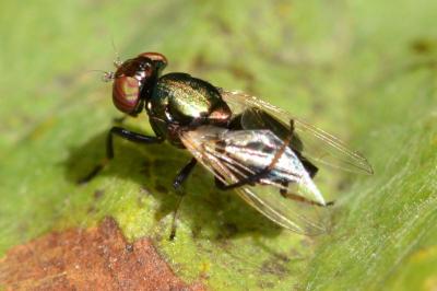 <i>Physiphora alceae</i>