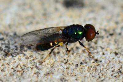 <i>Microchrysa polita</i>
