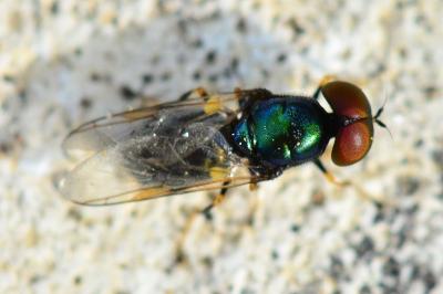 <i>Microchrysa polita</i>