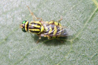 <i>Oxycera trilineata</i>