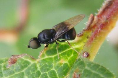 <i>Pachygaster atra</i>