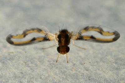 <i>Toxoneura muliebris</i>