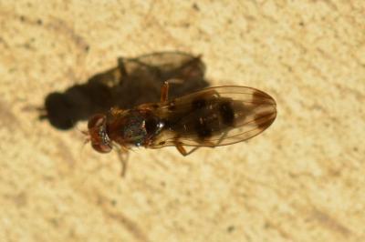 <i>Geomyza tripunctata</i>