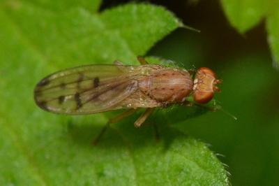 <i>Opomyza florum</i>