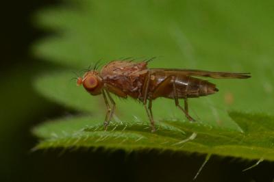 <i>Opomyza florum</i>