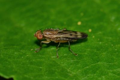 <i>Opomyza germinationis</i>