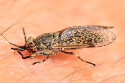 <i>Haematopota pluvialis</i>