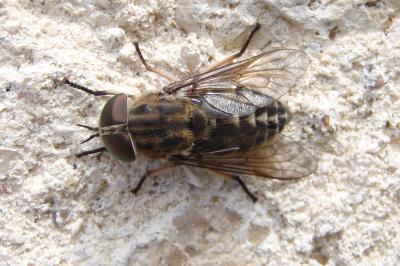 <i>Tabanus autumnalis</i>