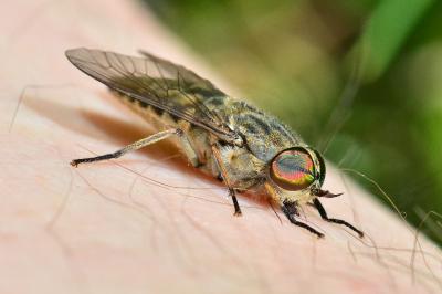 <i>Tabanus bromius</i>