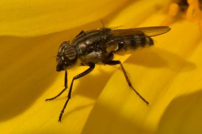 <i>Stomorhina lunata</i>