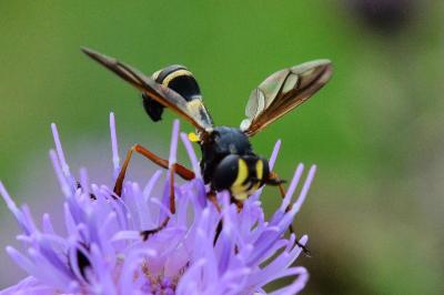 <i>Physocephala rufipes</i>