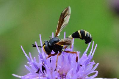 <i>Physocephala rufipes</i>