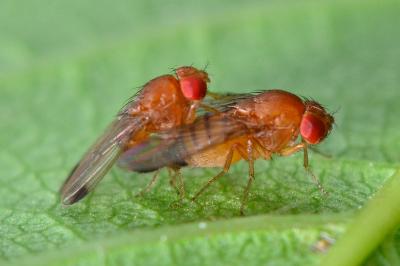 <i>Drosophila suzukii</i>