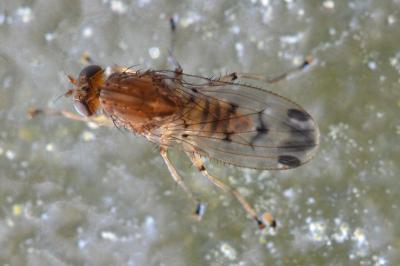 <i>Suillia variegata</i>