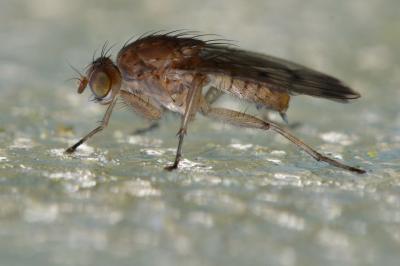 <i>Suillia variegata</i>