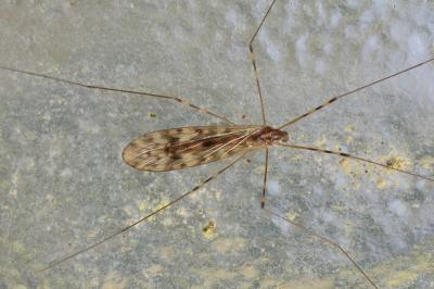 <i>Limonia nubeculosa</i>