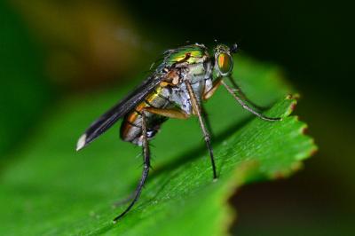 Dolichopodidae