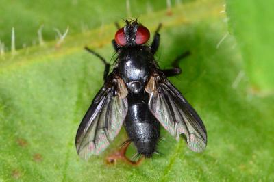 <i>Nyctia halterata</i>