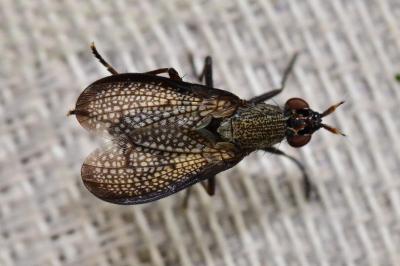 <i>Coremacera marginata</i>