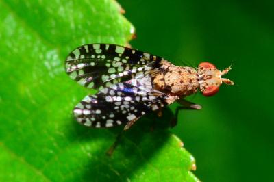 <i>Trypetoptera punctulata</i>