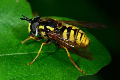 <i>Chrysotoxum cautum</i>