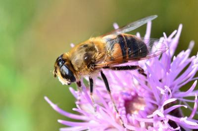 <i>Eristalis tenax</i>