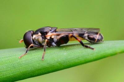 <i>Syritta pipiens</i>