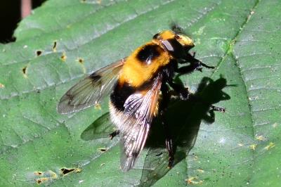 <i>Volucella bombylans</i>
