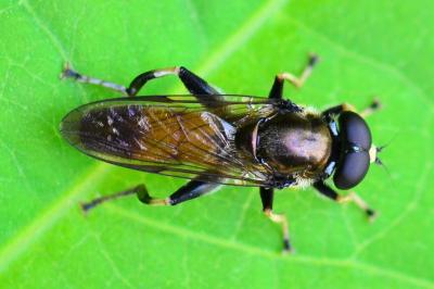 <i>Xylota segnis</i>