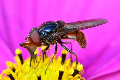 <i>Rhingia campestris</i>