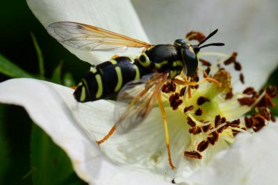 <i>Chrysotoxum festivum</i>