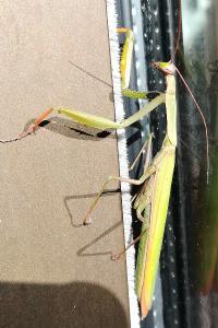 <i>Mantis religiosa</i>
