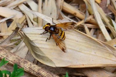 <i>Volucella inanis</i>