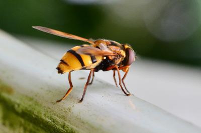 <i>Volucella inanis</i>