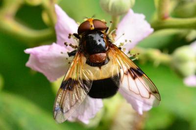 <i>Volucella pellucens</i>