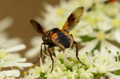 <i>Ectophasia</i>