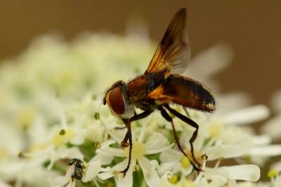 <i>Ectophasia</i>