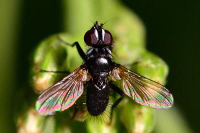 <i>Phania funesta</i>