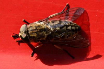 <i>Tabanus autumnalis</i>