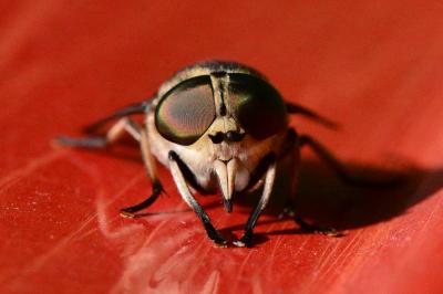 <i>Tabanus autumnalis</i>