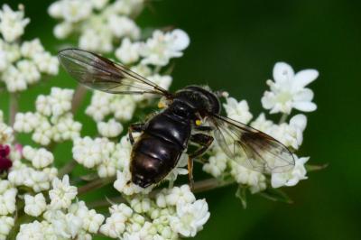 <i>Pipiza austriaca</i>
