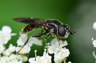 <i>Pipiza austriaca</i>