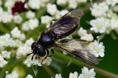 <i>Pipiza austriaca</i>