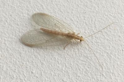 <i>Chrysoperla carnea</i>